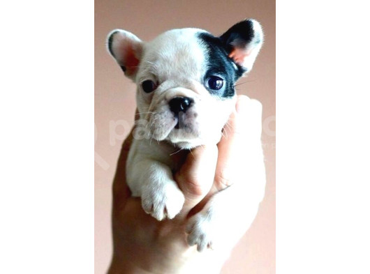 French Buldogg Bebekleri̇mi̇z Tesli̇me Hazi̇r