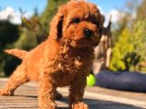 Toy Poddle In En Güzelleri̇