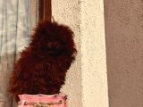 Safkan Toy Poodle Kore Yavrular