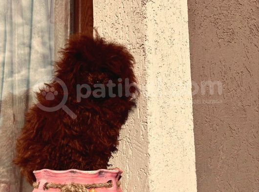 Safkan Toy Poodle Kore Yavrular görsel