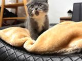 SIFIR KULAK BİCOLOR ÖZEL SCOTTİSH FOLD DİŞİ YAVRUMUZ