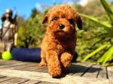 Toy Poddle In En Güzelleri̇