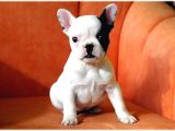 French Buldogg Bebekleri̇mi̇z Tesli̇me Hazi̇r