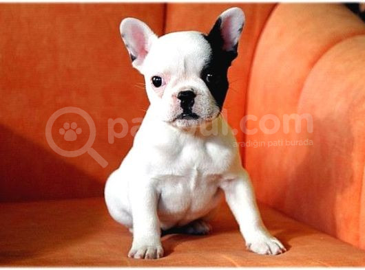 French Buldogg Bebekleri̇mi̇z Tesli̇me Hazi̇r görsel