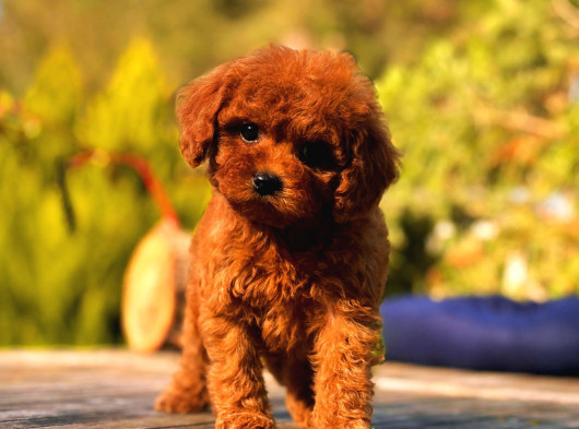 Toy Poddle In En Güzelleri̇