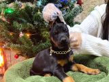 Estetikli Ve Estetiksiz Doberman Yavrular