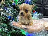 Tea Cup Nadir Renk Chihuahua Bebekler