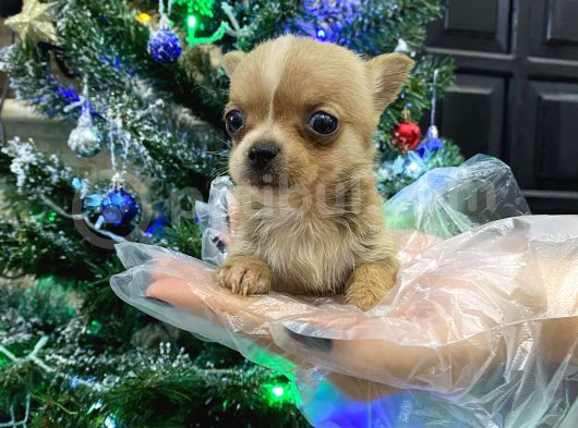 Tea Cup Nadir Renk Chihuahua Bebekler görsel
