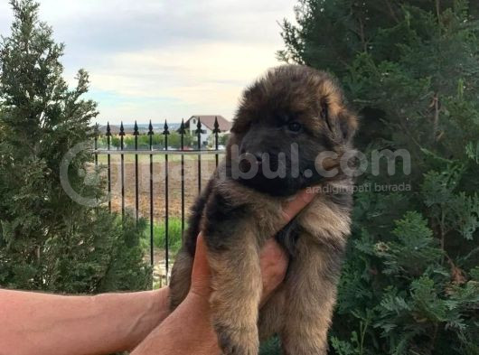 Scr Li Alman Çoban Yavrularımız görsel