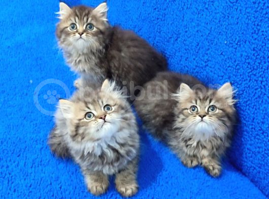 Black Golden Longhai̇r Yavrularimiz Tesli̇me Hazirdir görsel