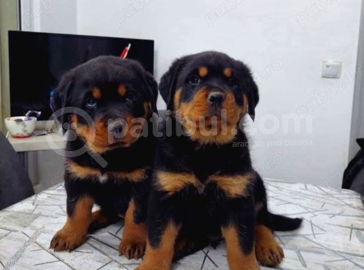 Macar Rotweiller Yavrular görsel