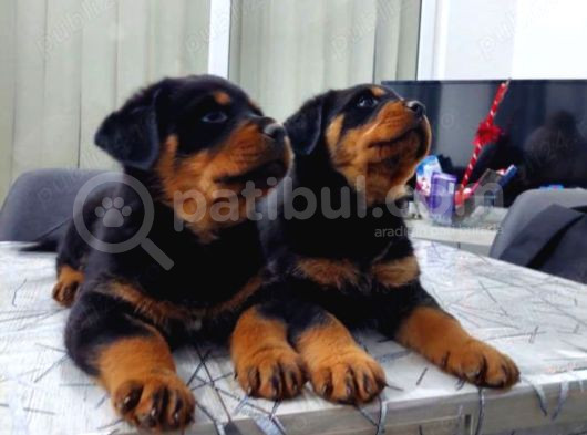 Macar Rotweiller Yavrular görsel