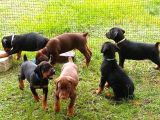 Estetikli Eğitimli Doberman Yavrularımız