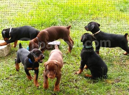 Estetikli Eğitimli Doberman Yavrularımız görsel