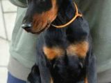 Estetikli eğitimli doberman yavrularımız