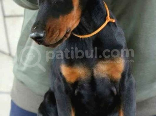 Estetikli Eğitimli Doberman Yavrularımız