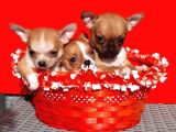 Tea Cup Chihuahua Yavrular