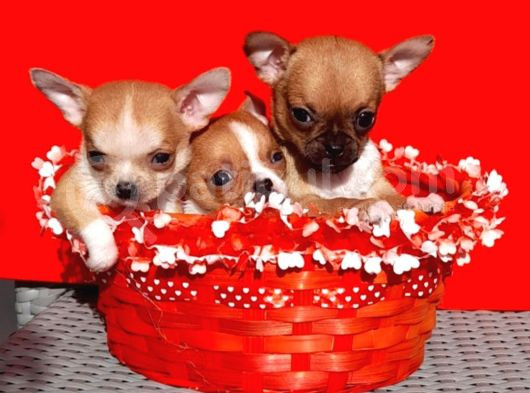 Tea Cup Chihuahua Yavrular görsel