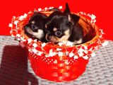 Tea Cup Chihuahua Yavrular