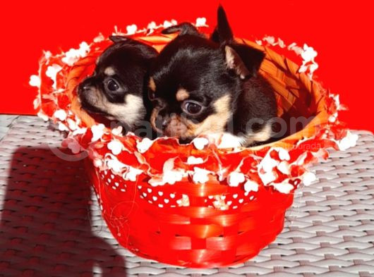 Tea Cup Chihuahua Yavrular görsel
