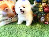 Pomeranian Türkiyenin En Iyisi