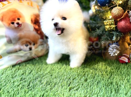 Pomeranian Türkiyenin En Iyisi görsel