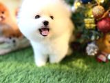 Pomeranian Türkiyenin En Iyisi