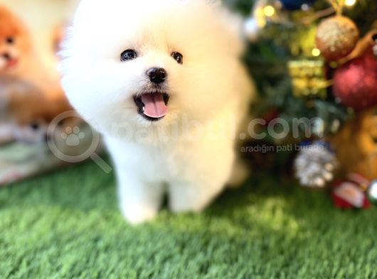 Pomeranian Türkiyenin En Iyisi görsel