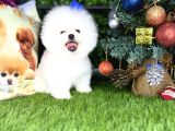 Pomeranian Türkiyenin En Iyisi