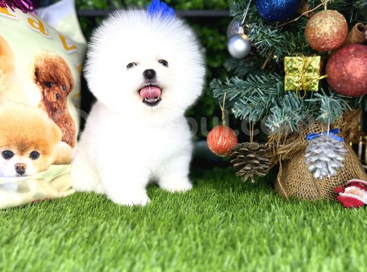 Pomeranian Türkiyenin En Iyisi görsel