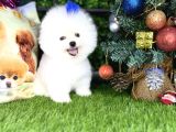 Pomeranian Türkiyenin en iyisi