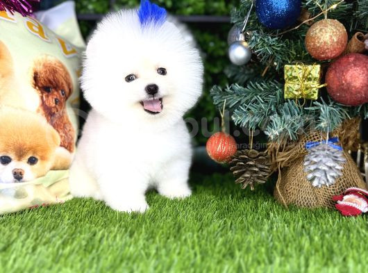 Pomeranian Türkiyenin En Iyisi