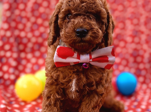 Toy Poddle In En Güzelleri̇ görsel