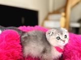 Scottish Fold Ay12