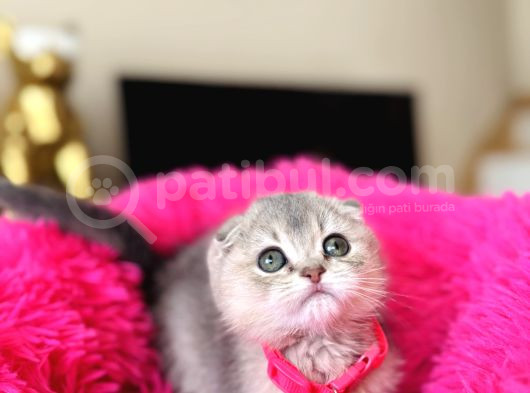 Scottish Fold Ay12 görsel