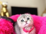 Scottish Fold Ay12