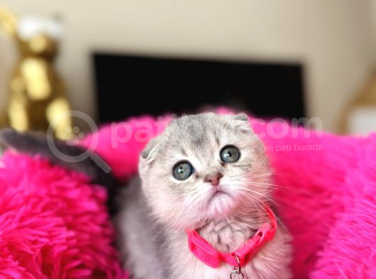 Scottish Fold Ay12