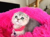 Scottish Fold Ay12