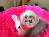 Scottish Fold Ay12