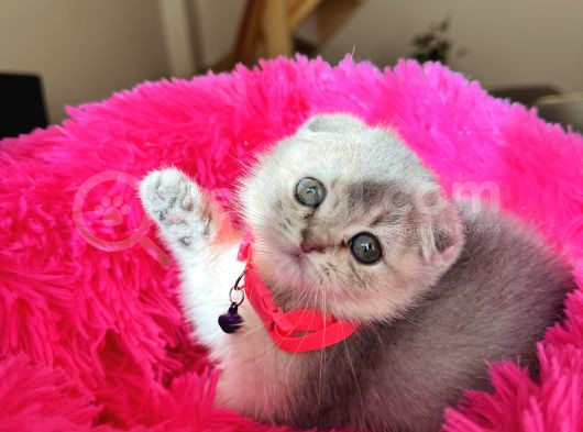 Scottish Fold Ay12 görsel