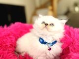 British Longhair Silver Point Bebekler