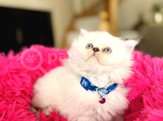 British Longhair Silver Point Bebekler görsel
