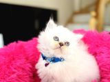 British Longhair Silver Point Bebekler