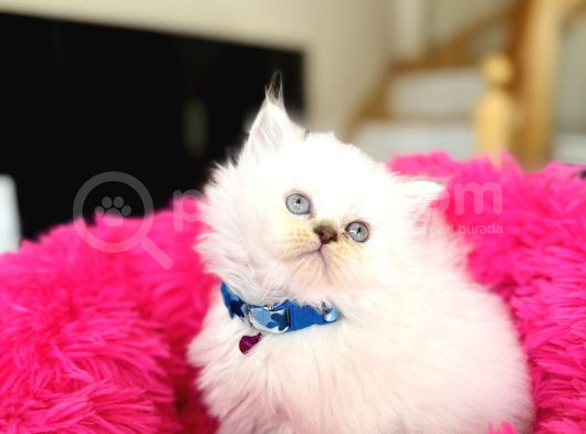 British Longhair Silver Point Bebekler görsel