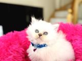 British Longhair Silver Point Bebekler