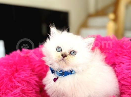 British Longhair Silver Point Bebekler görsel