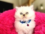 British Longhair Silver Point Bebekler