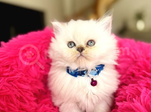 British Longhair Silver Point Bebekler görsel