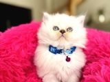 British Longhair Silver Point Bebekler