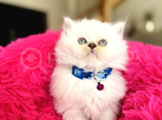 British Longhair Silver Point Bebekler